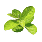 a green guava leaves of a plant in white a white ground leaf of a plant transparent background photo