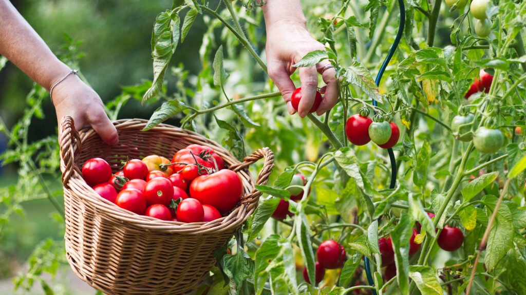Organic Processing method at Ranthambhore Foods