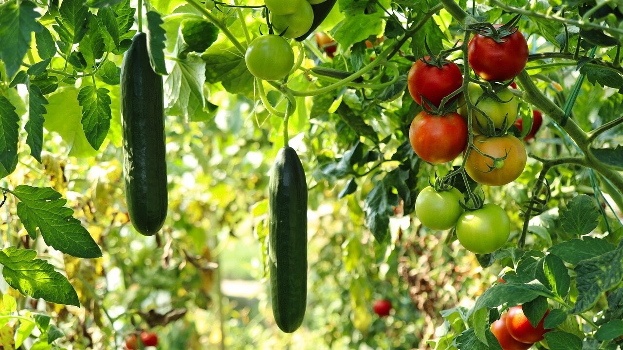 Pure Organic Foods Ranthambhor 