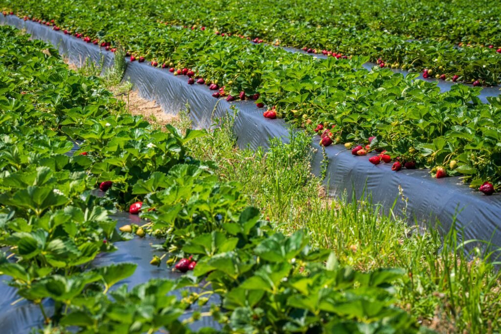 Lush strawberry plants ready for harvest under the summer sun.