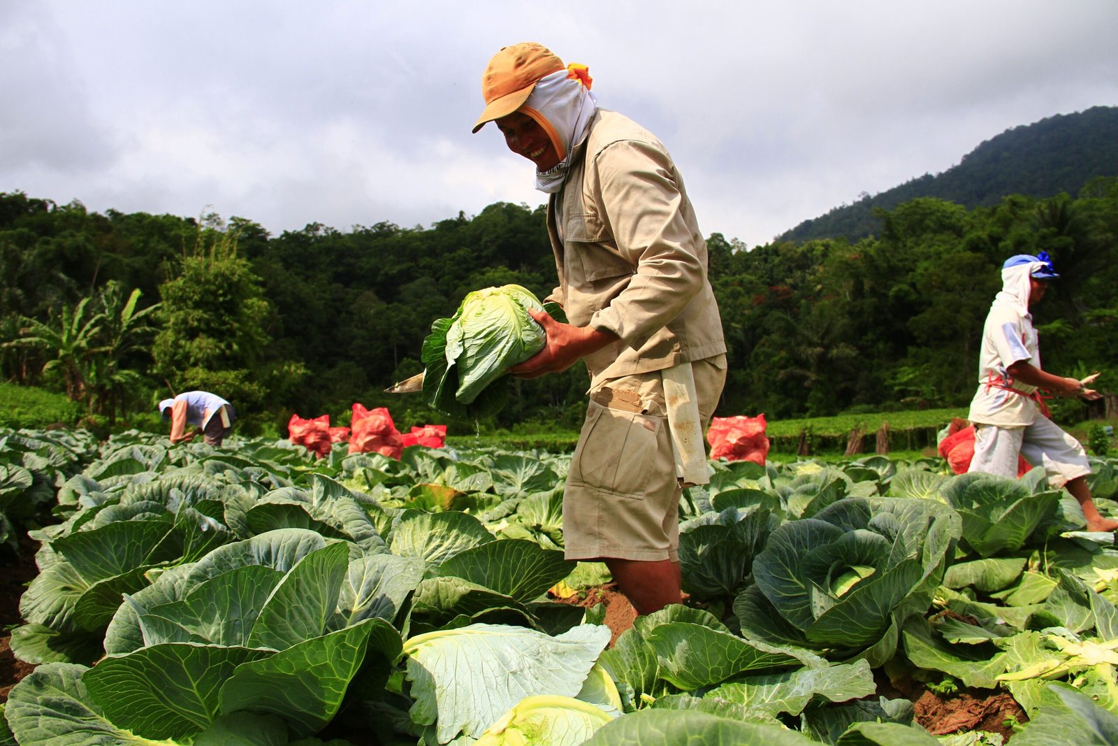 Farmers in Tomohon, Indonesia, harvest cabbages in a vibrant green field under cloudy skies.