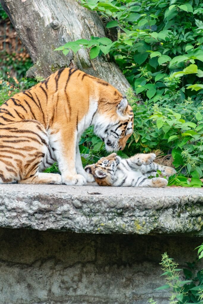 A mother tiger gently plays with her playful cub in the wild, showcasing a heartwarming wildlife moment.