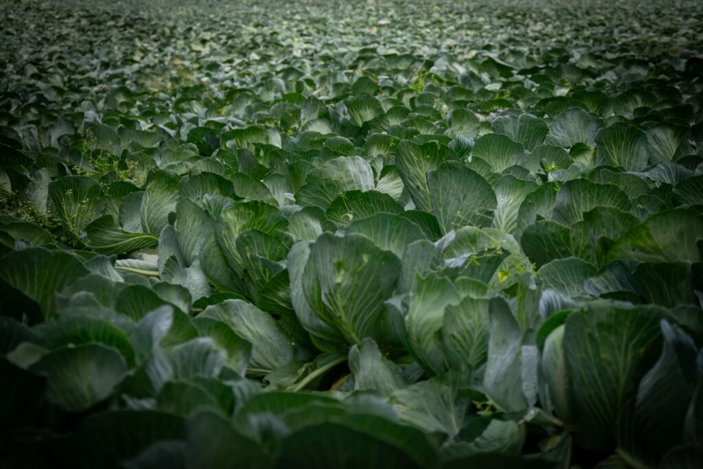 100% Pure Organic Foods