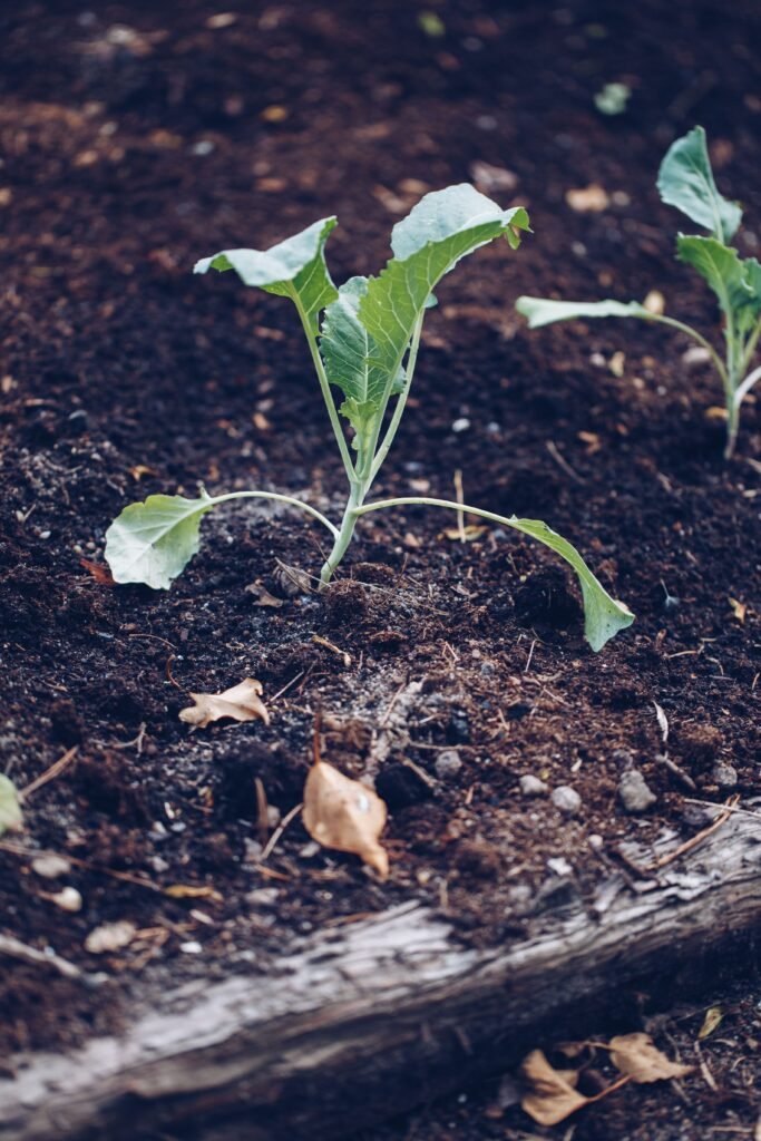 Close-up of a green sprout emerging from soil, symbolizing new growth and nature's cycle.