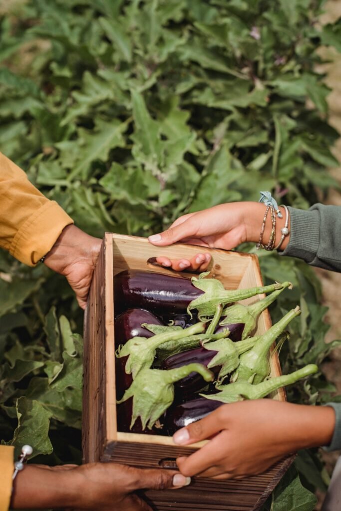 From above of crop anonymous woman passing wooden container with eggplants to partner on farm